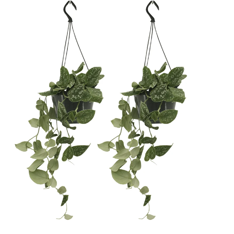 Scindapsus Pictus (Epipremnum) - 2 stuks