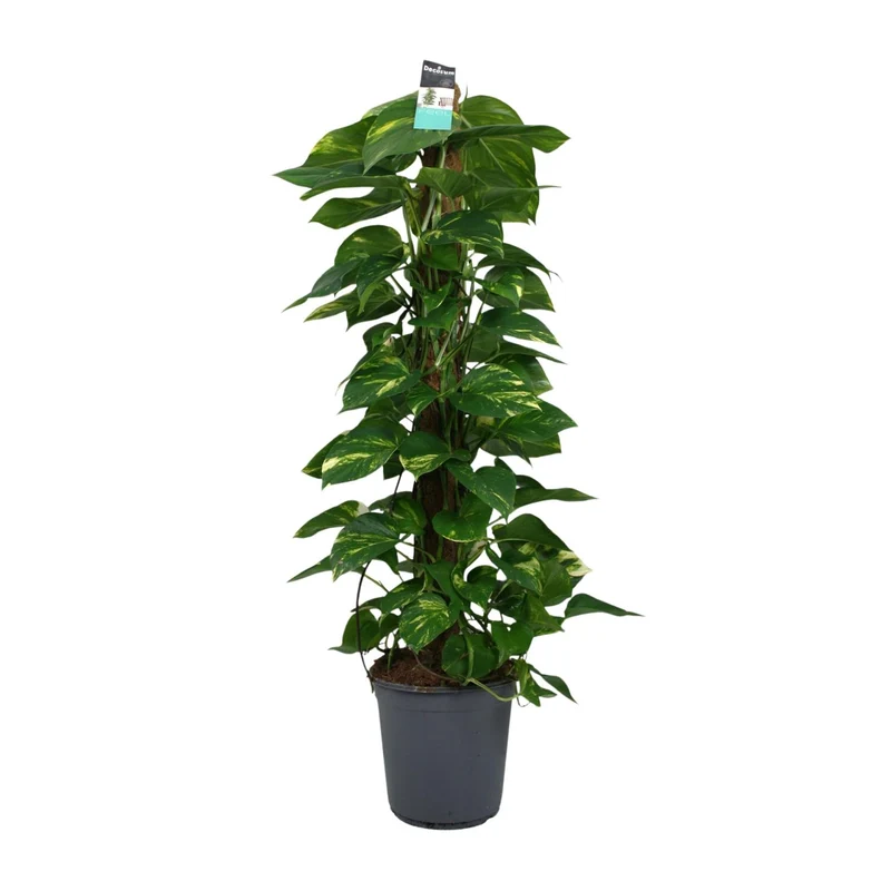 Scindapsus (Epipremnum)