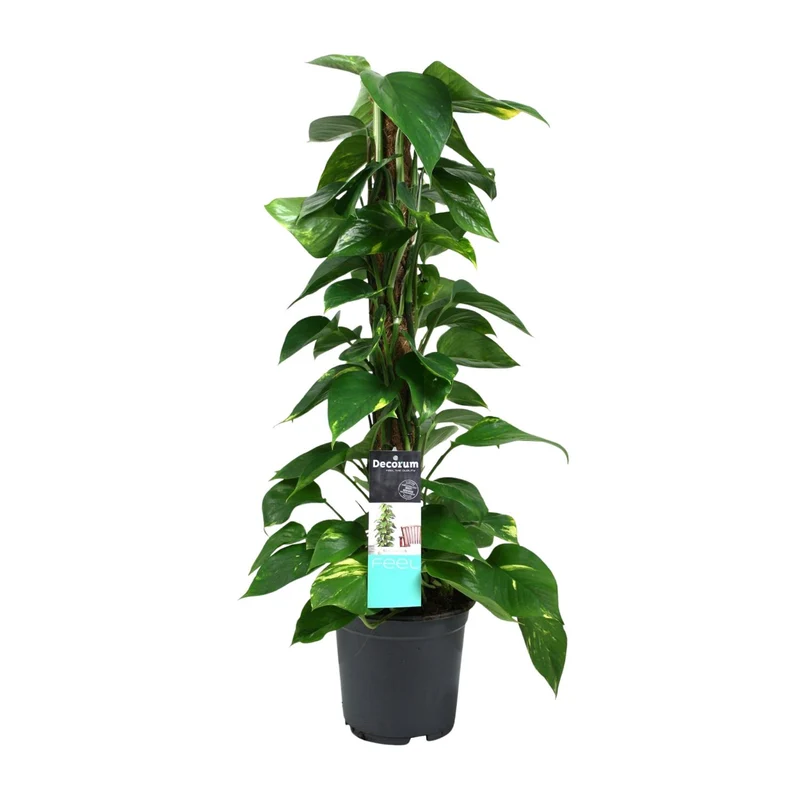 Scindapsus (Epipremnum)