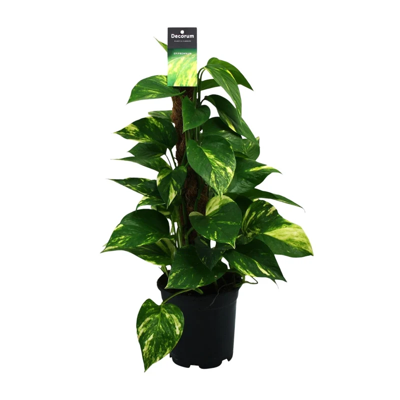 Scindapsus (Epipremnum)