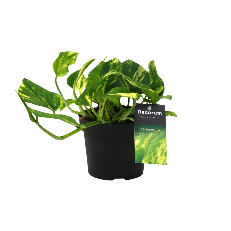 Scindapsus (Epipremnum) N'joy Gold