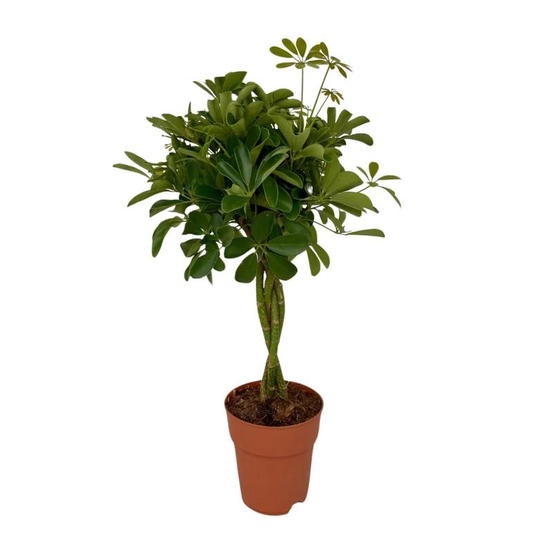 Schefflera Compacta
