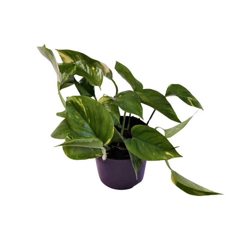 Scindapsus (Epipremnum) Aureum
