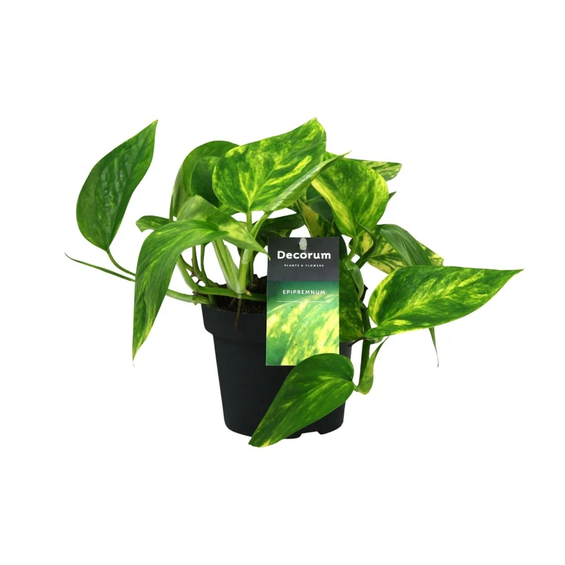 Scindapsus (Epipremnum) Pinnatum HiColor