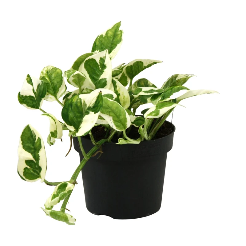 Scindapsus (Epipremnum) N'joy