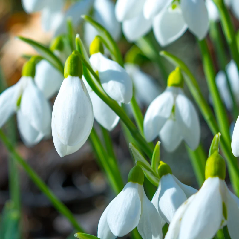 Sneeuwklokjes 30 stuks
