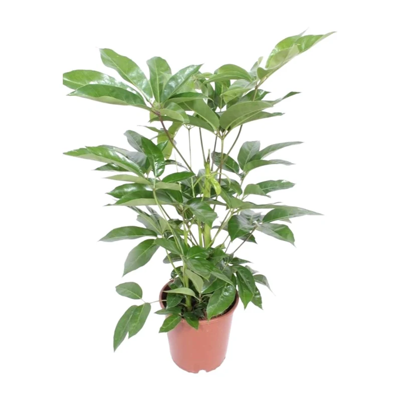 Schefflera Actinophylla Amate