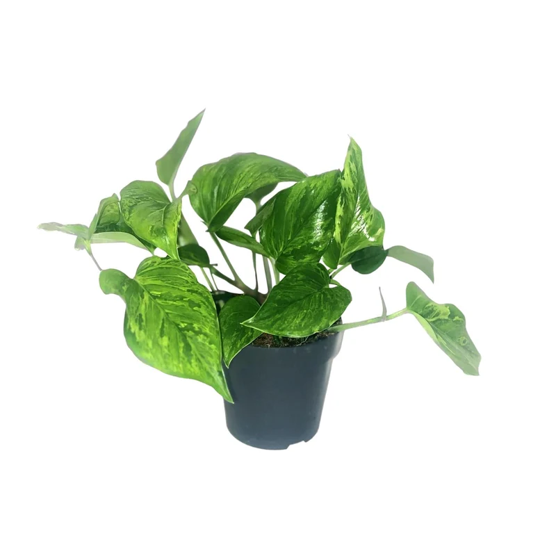 Scindapsus Pictus Trebie