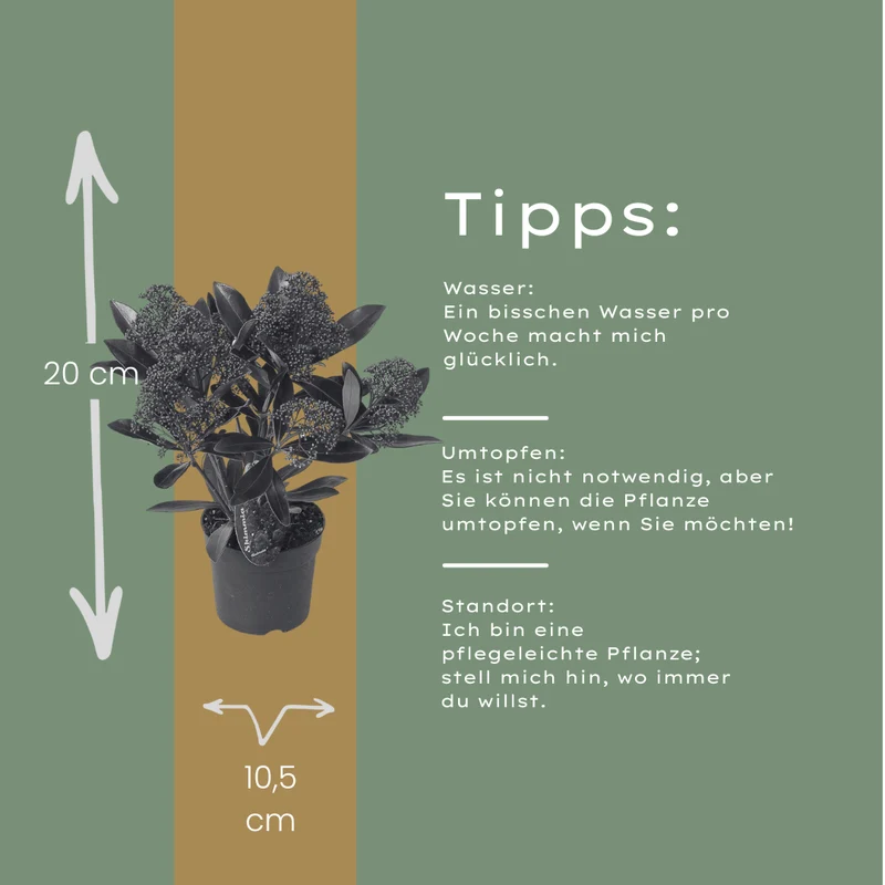 Set van 3 Skimmia 'Rubella'
