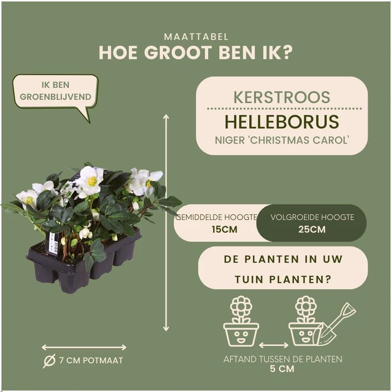 Set van 48 kerstroos planten | 48x Helleborus niger 'Christmas Carol'