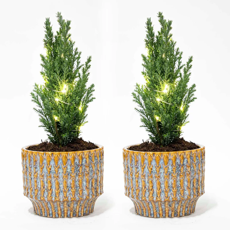 Set van 2 - Kerstboom 'Ellwoodii' + Pot Echo + 20 led lampen