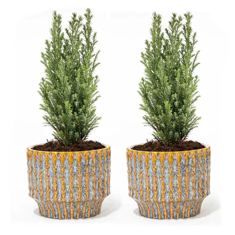 Set van 2 - Kerstboom 'Ellwoodii' + Pot Echo
