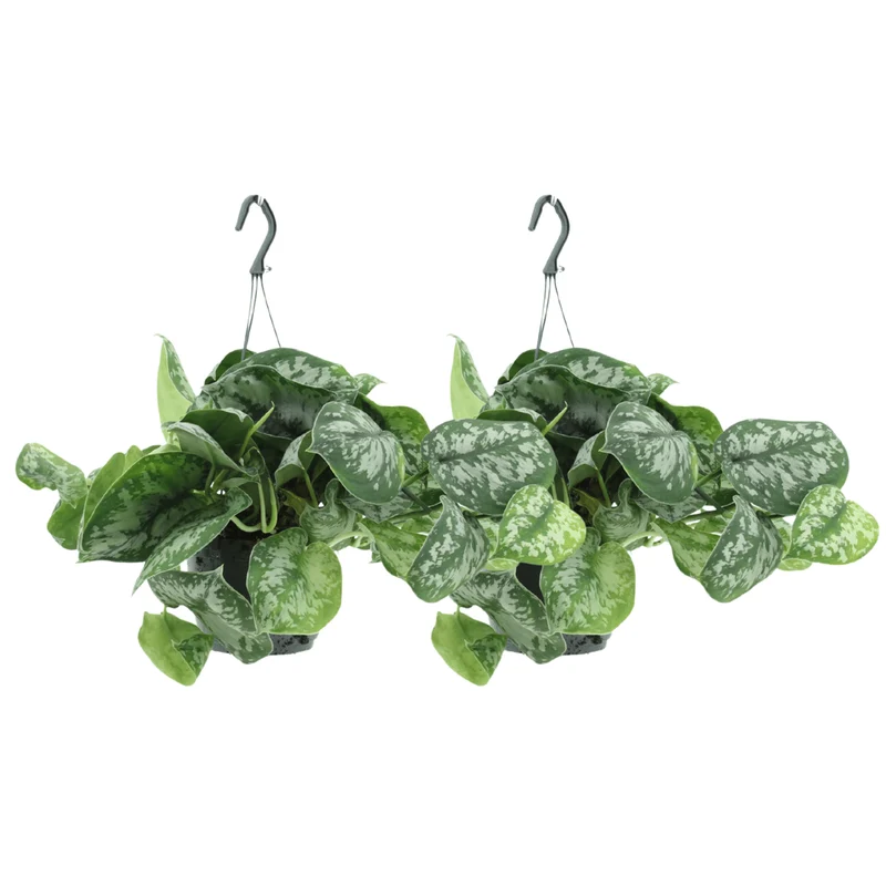 Scindapsus Pictus Trebie (Epipremnum) - 2 stuks