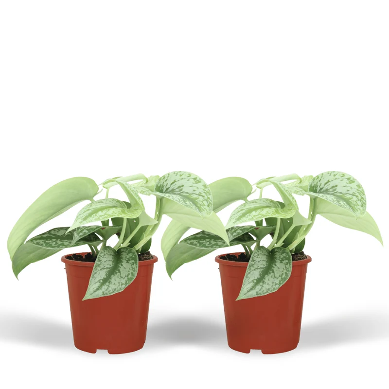 Scindapsus Pictus Trebie (Epipremnum) - 2 stuks