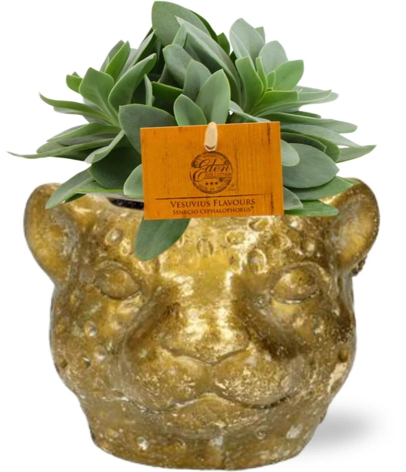 Senecio Cephalophorus