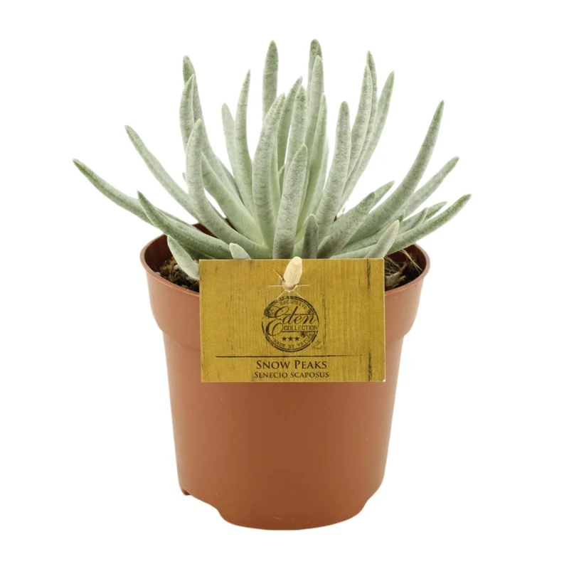 Senecio Scaposus