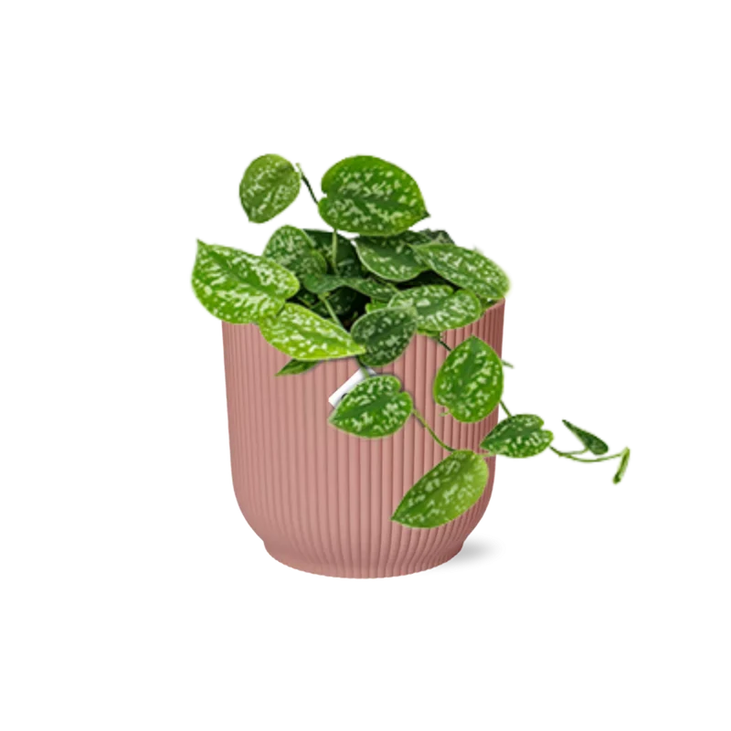 Scindapsus Pictus ‘Argyraeus’ in ELHO Vibes Fold 14cm roze