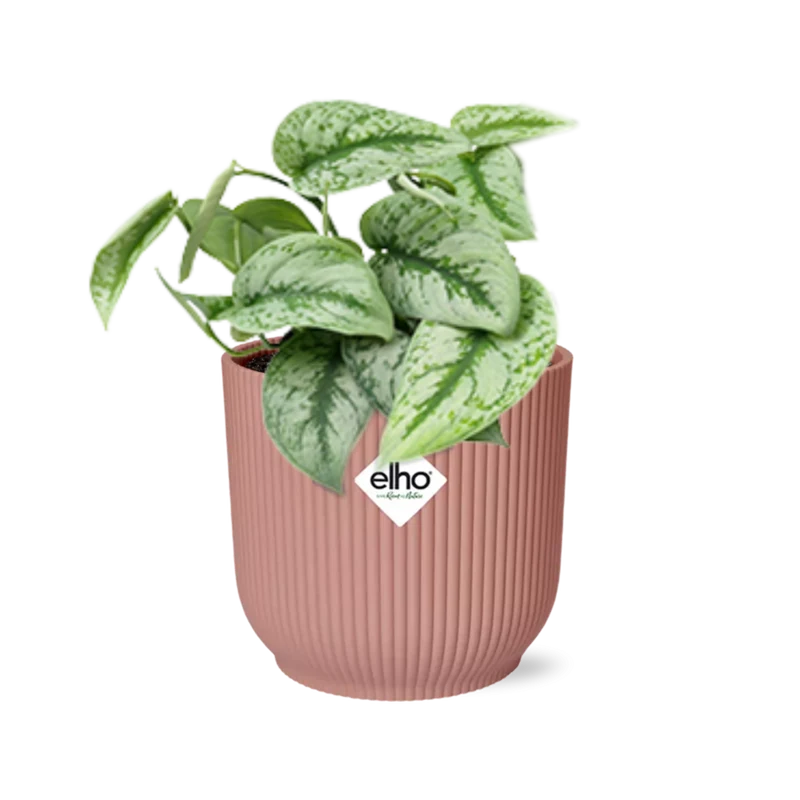Scindapsus Pictus ‘Trebie’ in ELHO Vibes Fold 14cm roze