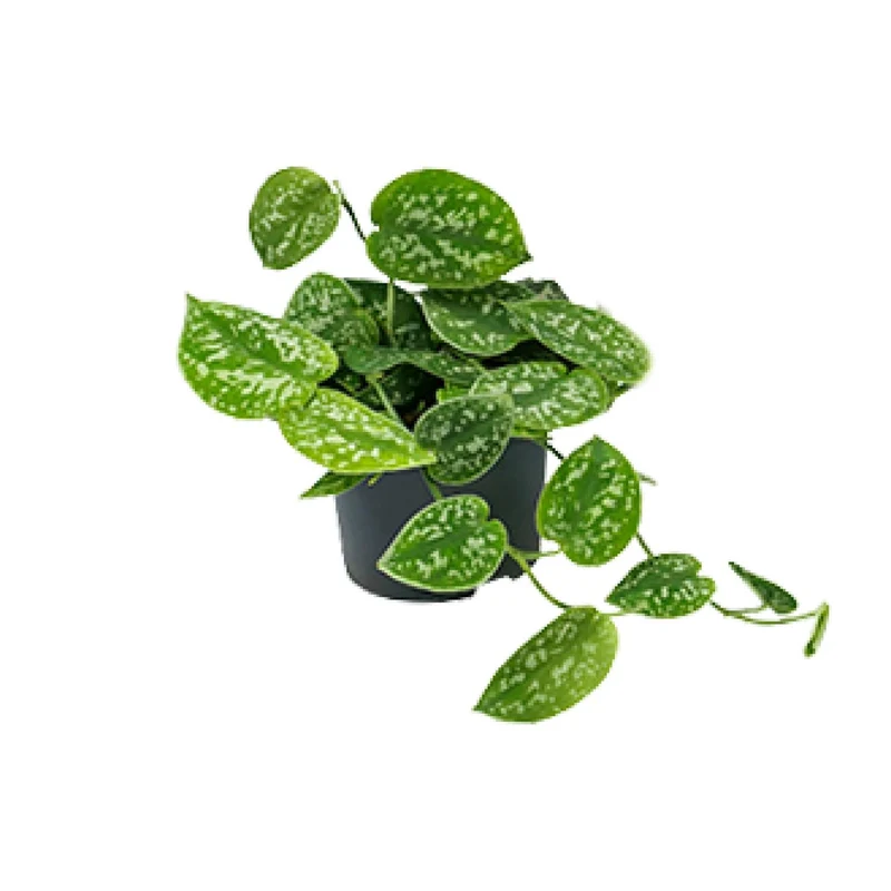 Scindapsus Pictus Argyraeus
