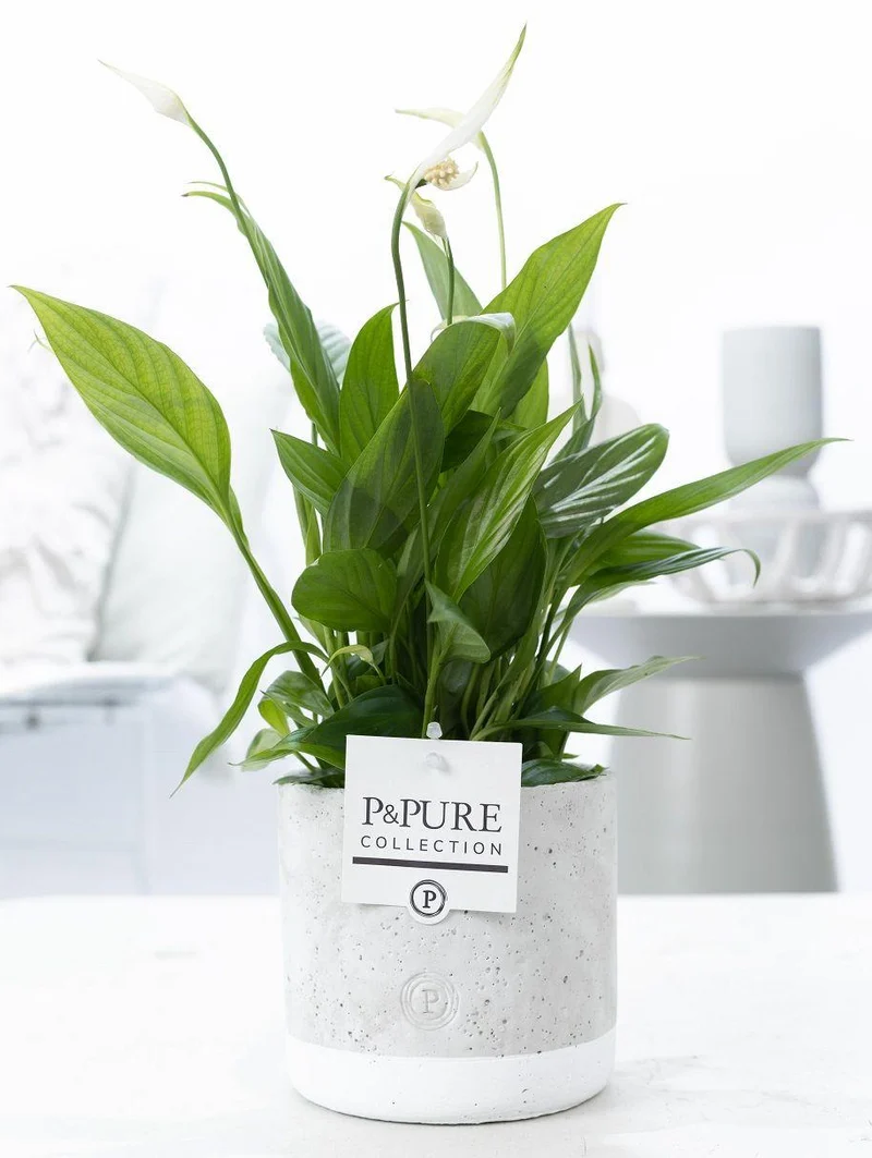 Spathiphyllum In P&PURE Jade Ceramics