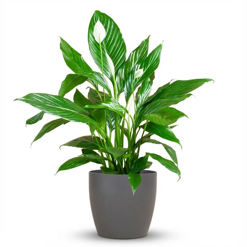 Spathiphyllum met grijze pot