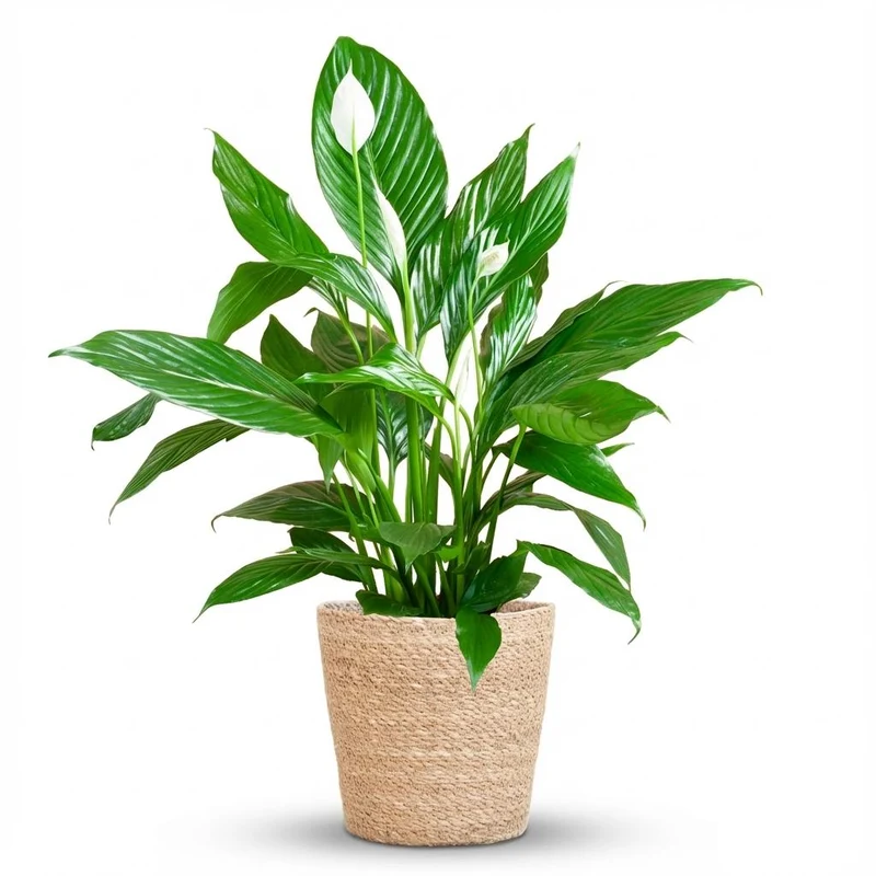 Spathiphyllum met Mand Zeegras naturel