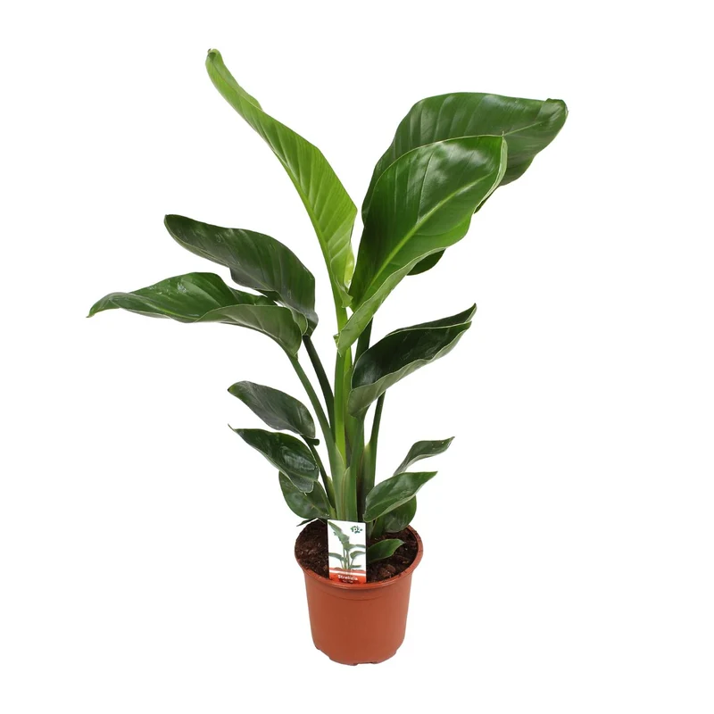 Strelitzia Nicolai
