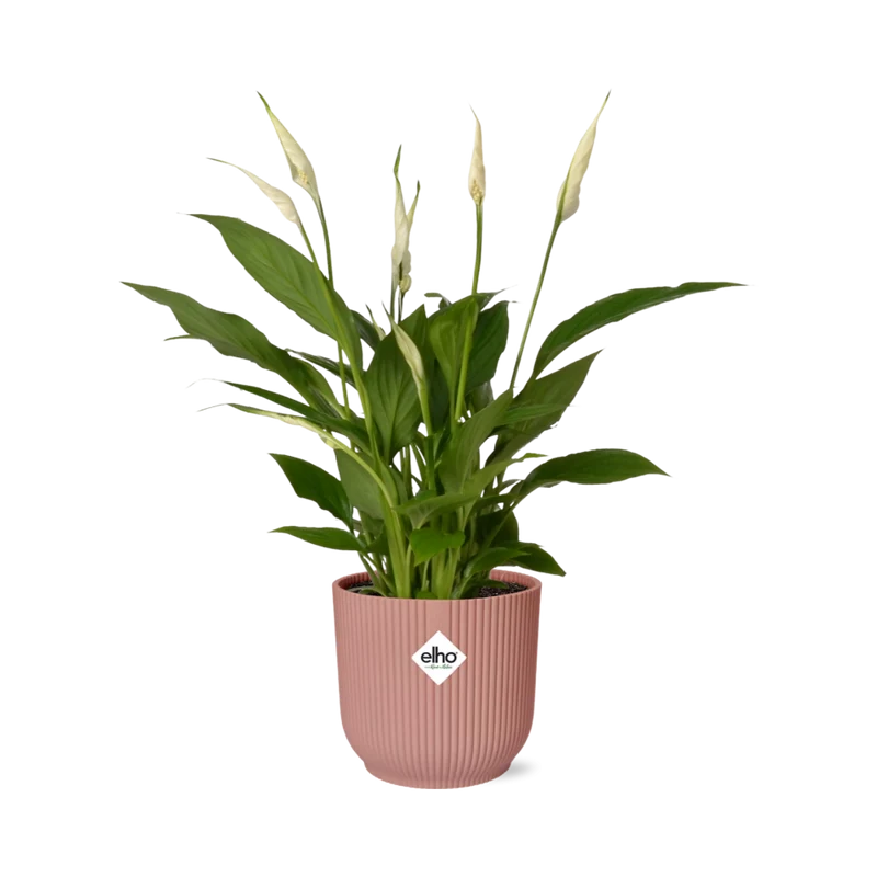 Spathiphyllum Torelli in ELHO Vibes Fold roze