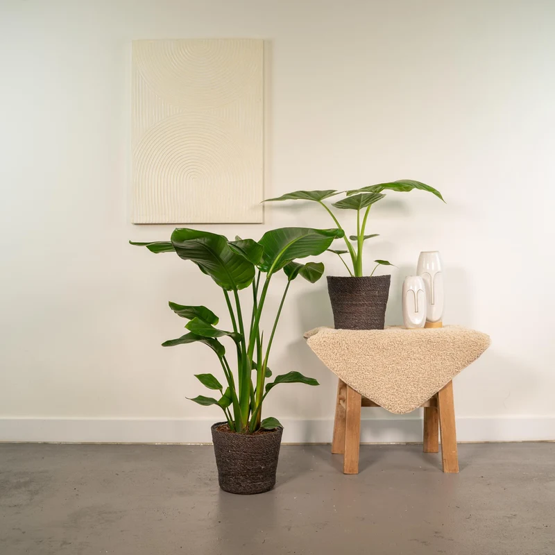 Strelitzia Nicolai