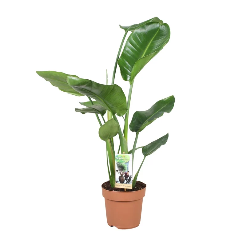 Strelitzia Nicolai
