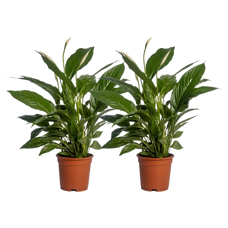 Spathiphyllum Vivaldi - 2 stuks