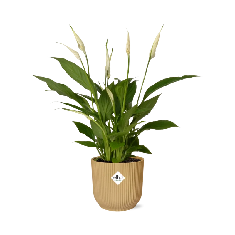 Spathiphyllum Torelli in ELHO Vibes Fold geel
