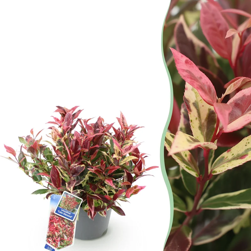 Leucothoe Colour Diamond