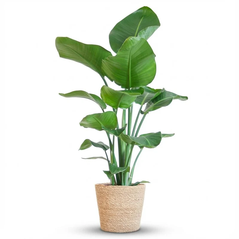 Strelitzia Nicolai met Zeegras mand naturel