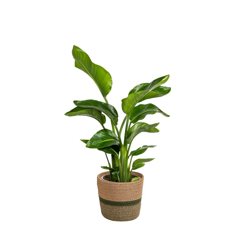 Strelitzia Nicolai met mand