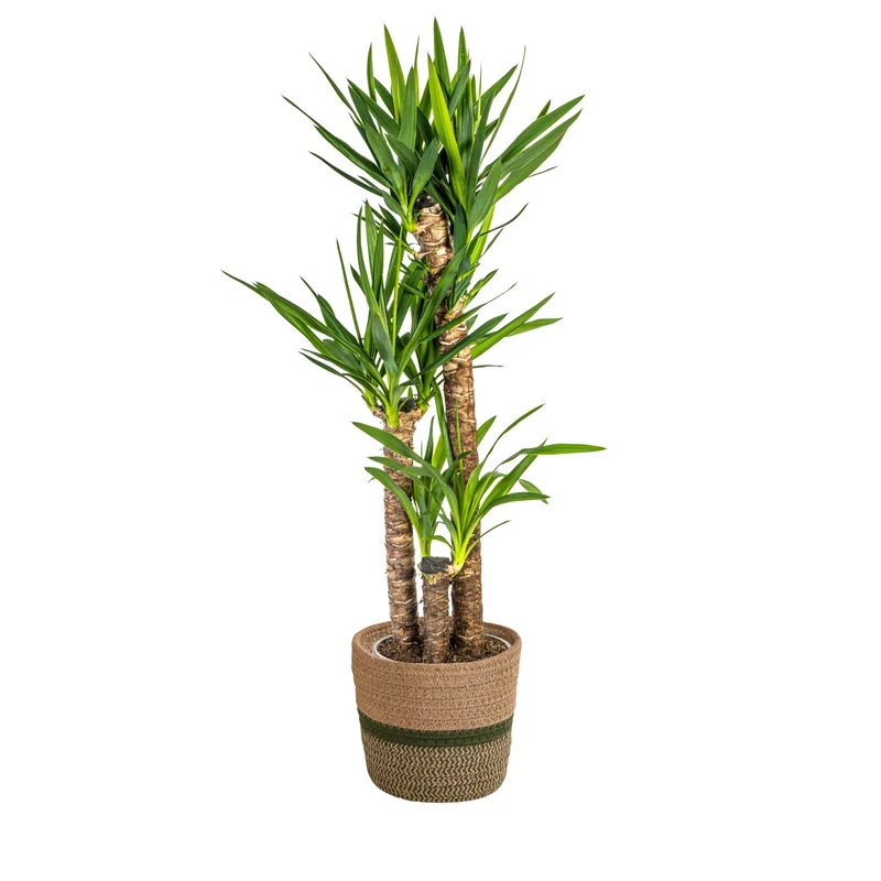 Yucca Elephantipes met mand