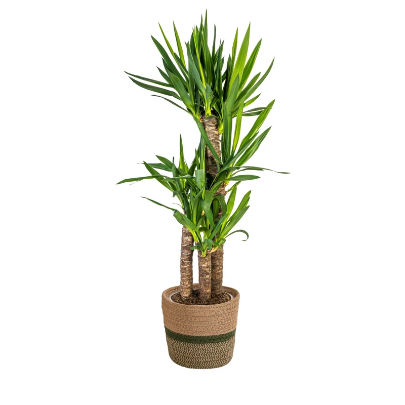 Yucca Elephantipes met mand