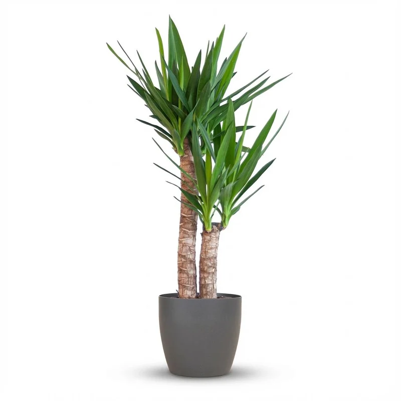 Yucca Elephantipes met zwarte pot