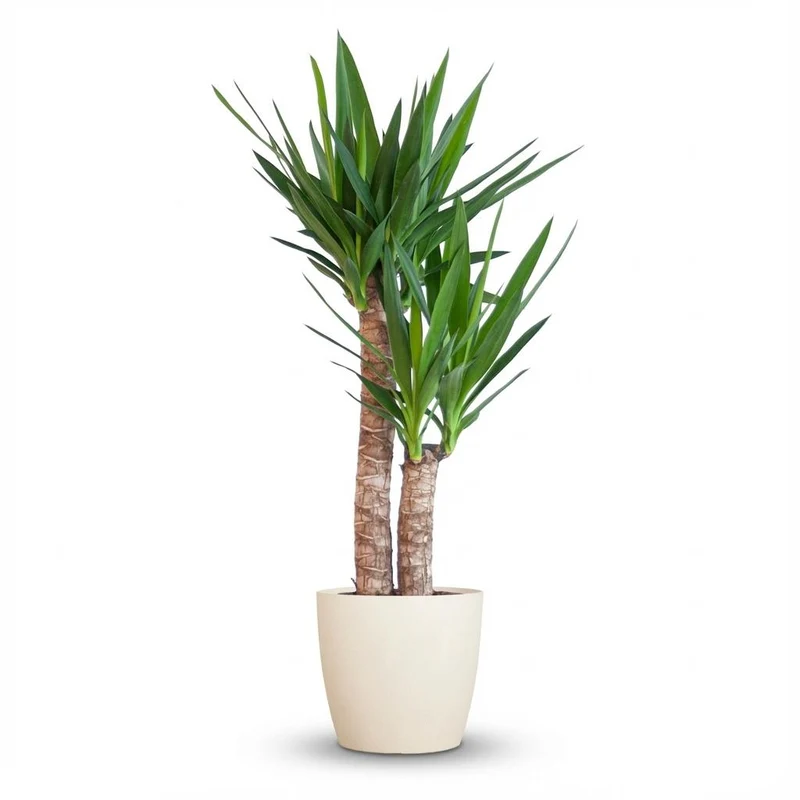 Yucca Elephantipes met witte pot