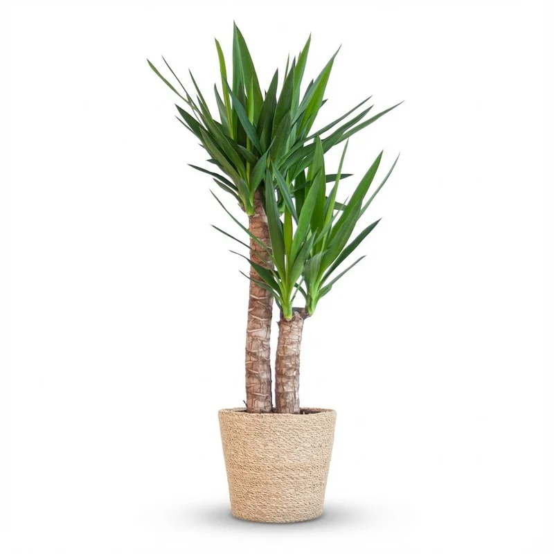 Yucca Elephantipes met Zeegras mand naturel