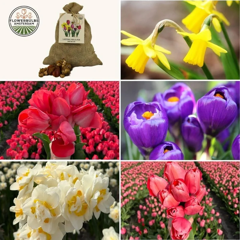 Super Lasting Wild Mix - Duurzame voordeelzak, 100 bloembollen voor 2,5 m2 bloemenpracht