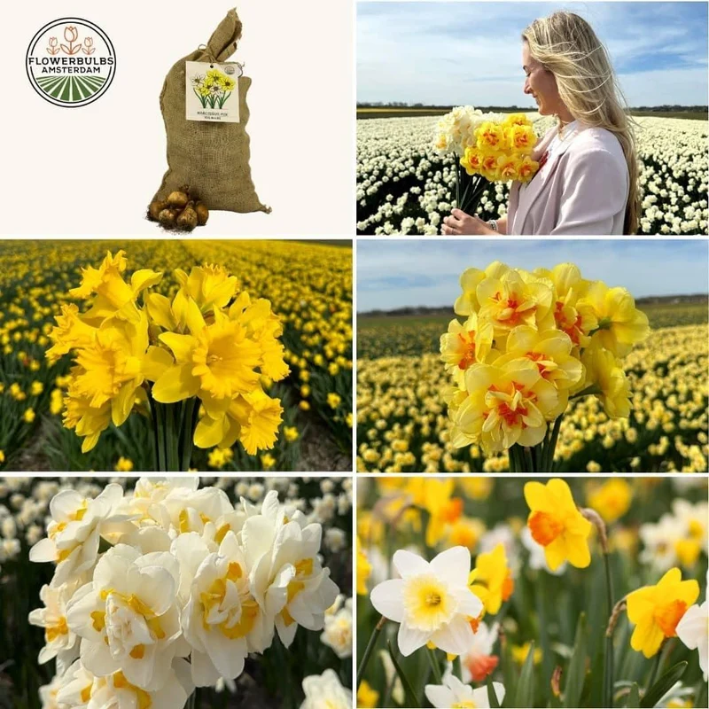 Super narcissus mix, duurzame voordeelzak, 100 bloembollen voor 2,5 m² bloemenpracht, maat 12/14