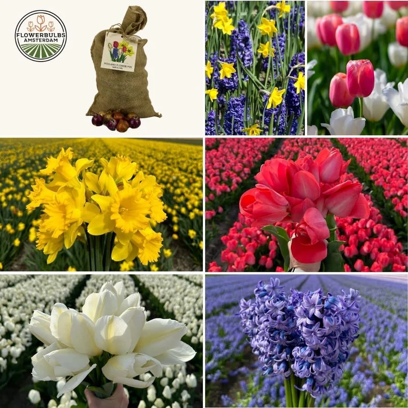 Super Holland mix, duurzame voordeelzak, 100 bloembollen voor 2,5 m² bloemenpracht, maat 12+