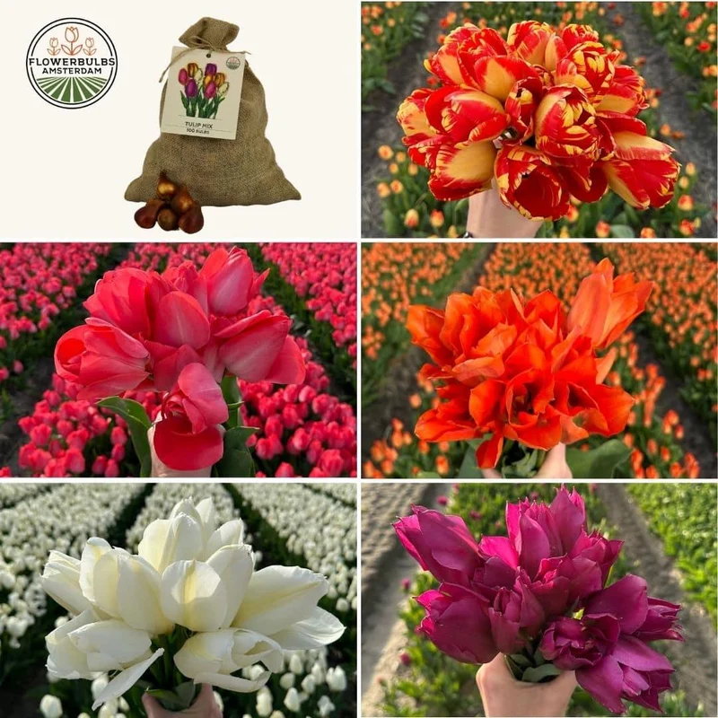 Super Tulip Mix - 100 bloembollen voor 2,5 m2 bloemenpracht - Maat 12+