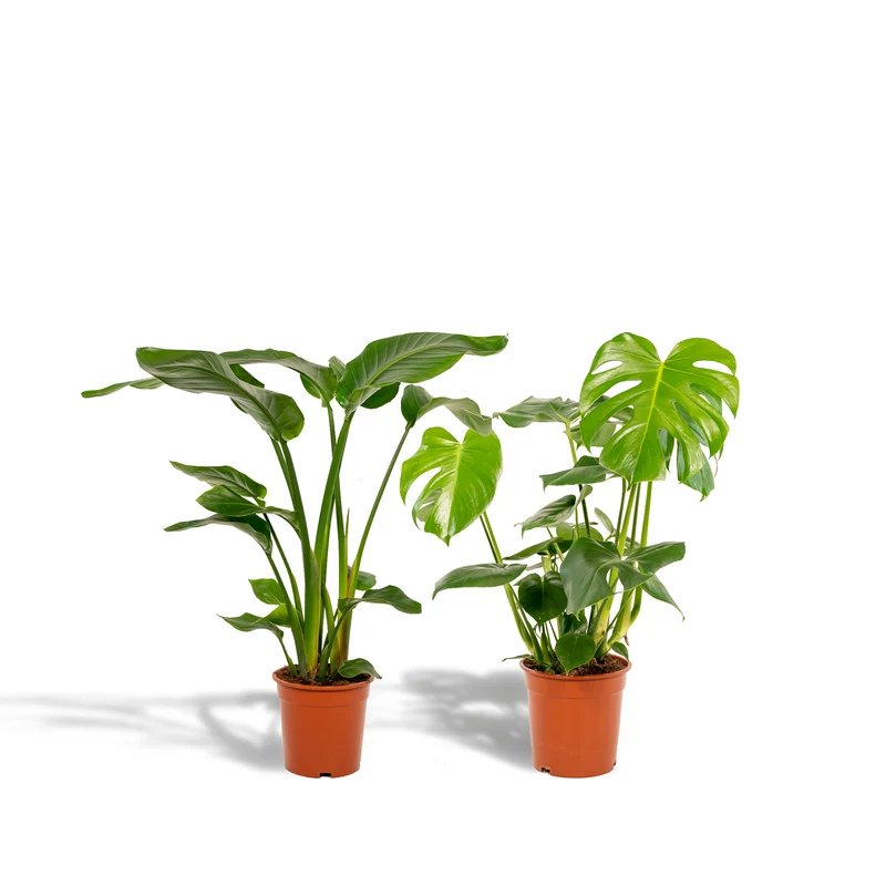 Strelitzia Nicolai