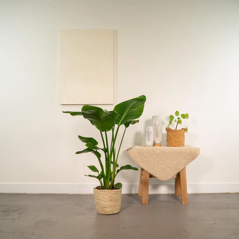 Strelitzia Nicolai