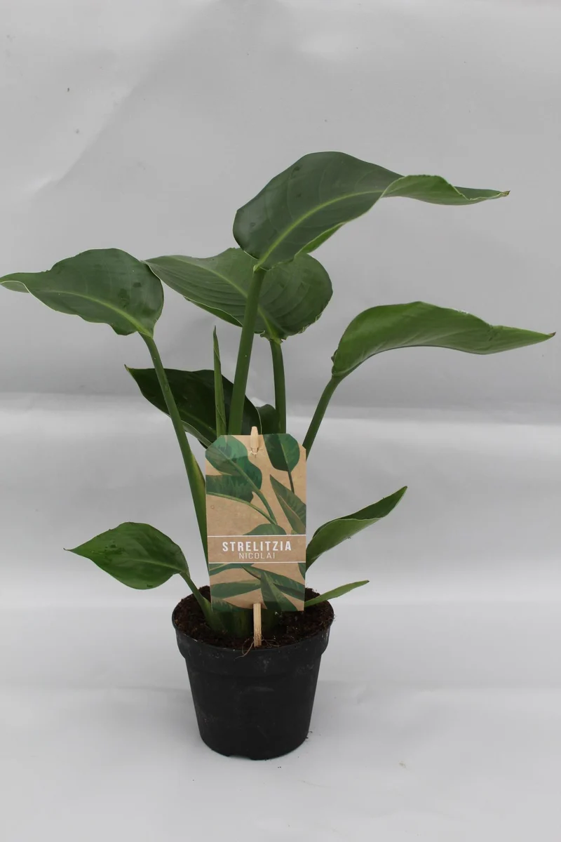 Strelitzia Nicolai P13