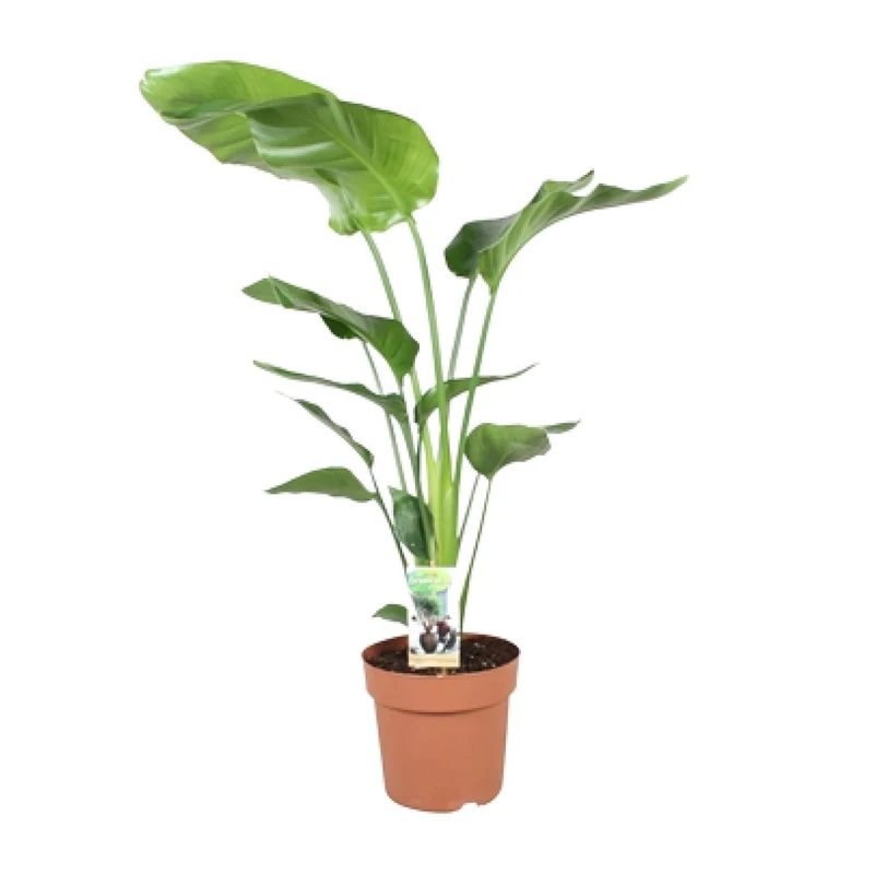 Strelitzia Nicolai