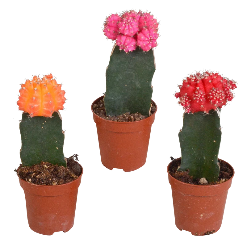 Euphorbia meloformis variegata - Gymnocalycium mix