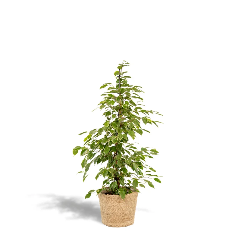 Ficus benjamina Goldenking